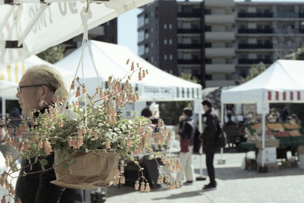 「flower: カランコエ」 (film)