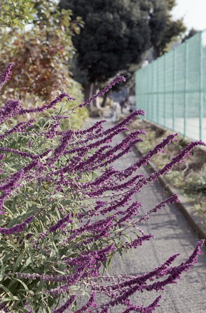「街角flower」 (film)