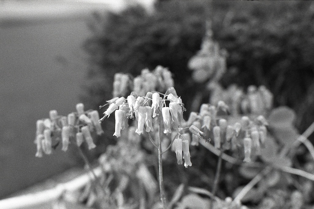 「cotyledon orticulata: モノクロ」 (film)