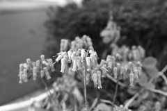 「cotyledon orticulata: モノクロ」 (film)