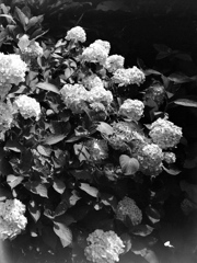 「紫陽花」 (film)