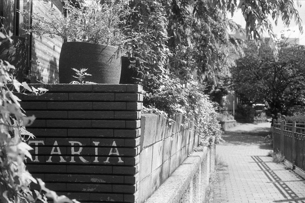 「FORESTARIA」 (film)