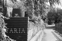 「FORESTARIA」 (film)