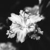 「Shaga White」 (film:HR20)