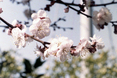 「雪割桜」 (film)