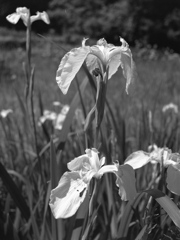 「菖蒲」 (film)