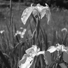 「菖蒲」 (film)