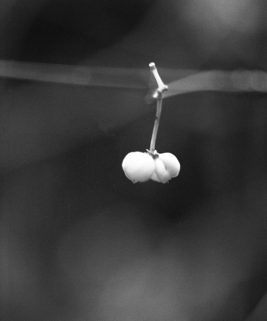 「冬の公園歩き」 (film)