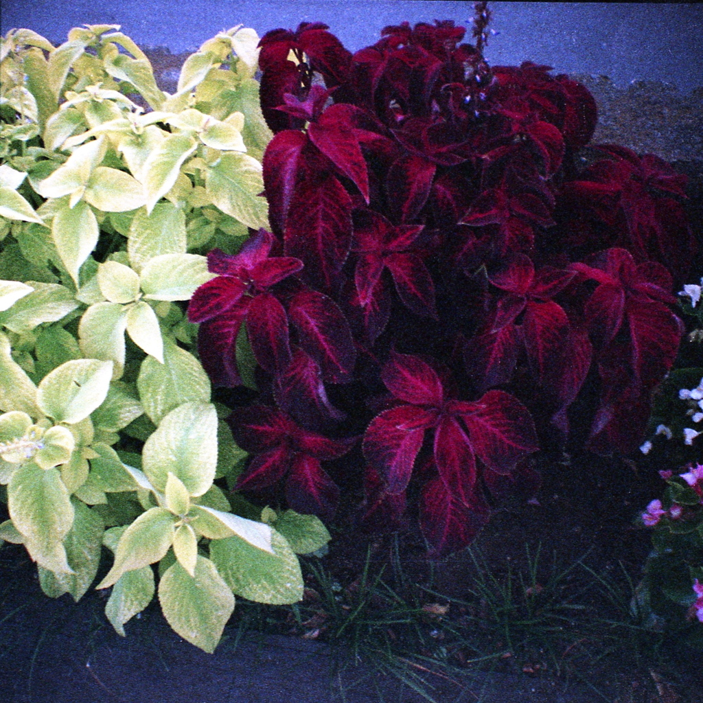 「街角plants」 (film)