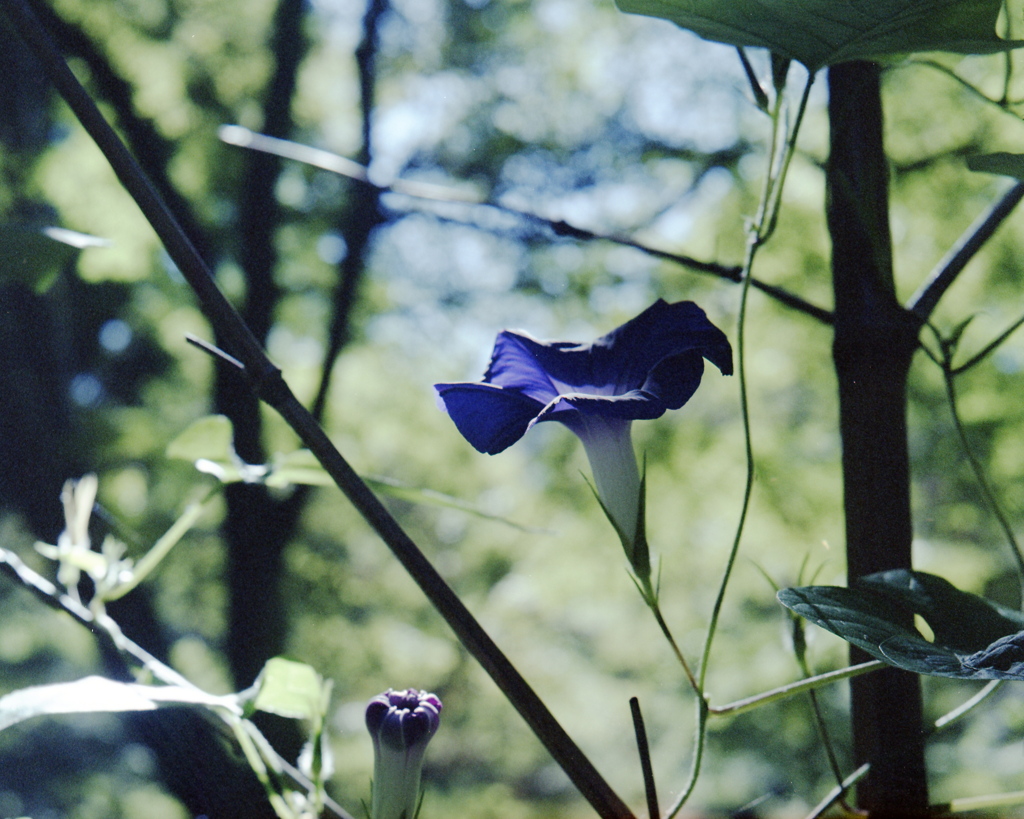 「残る夏」 (fim)