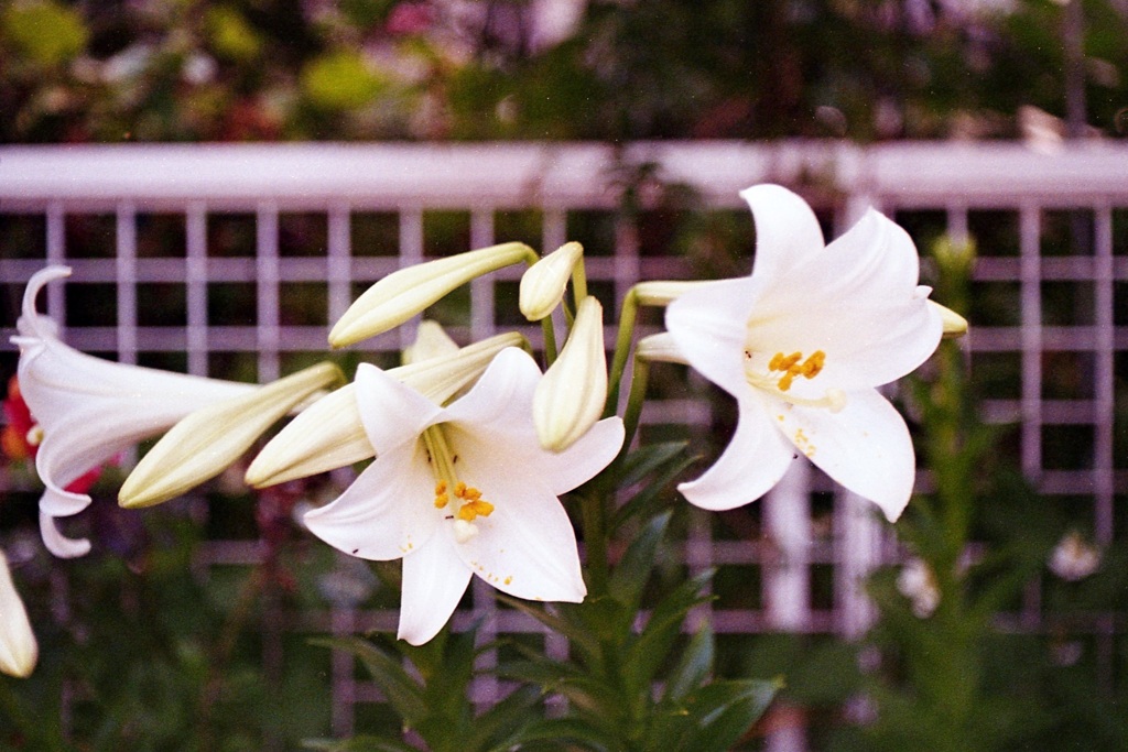 「街角flower」 (film)