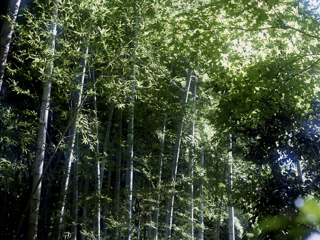「青楓と竹林」 (film)