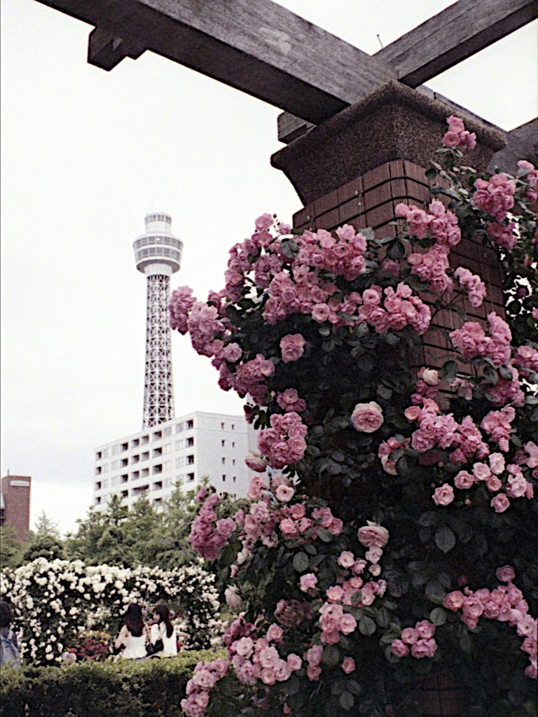 「薔薇園」 (film)
