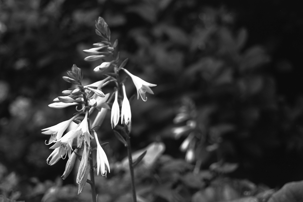 「roadside」 (film:HR20)