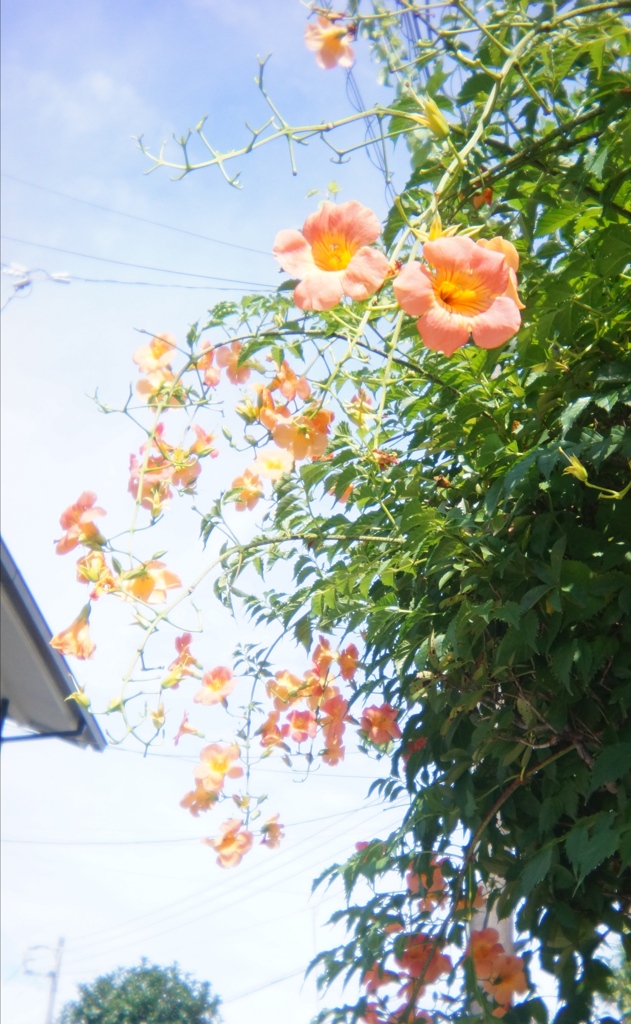 「街角flower」 (digital)