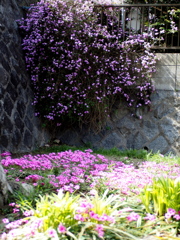 「ちょっとした花園」