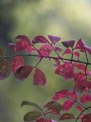 「Autumn Leaves」 (film)