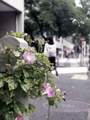 「夏の終わりに」 (film)
