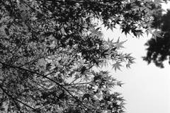 「夏楓」 (film:HR20)