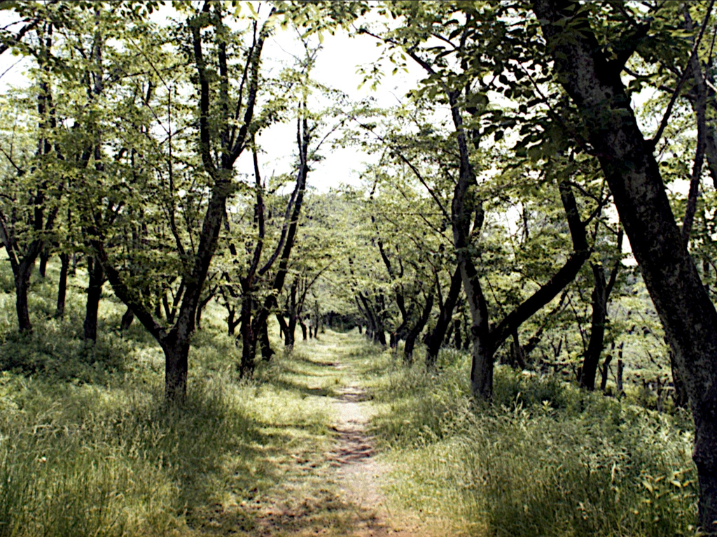 「桜の森」 (film)