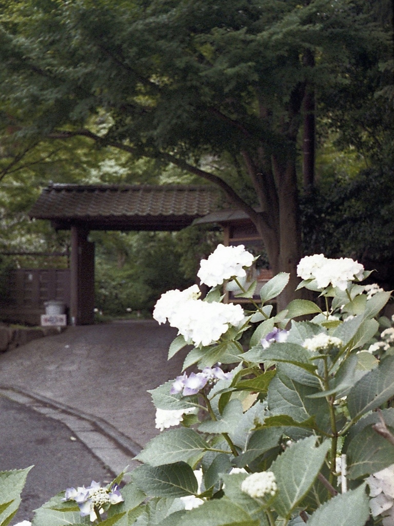 「白飛び 紫陽花」 (film)