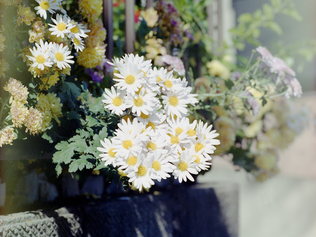 「菊花（路地）」 (film)