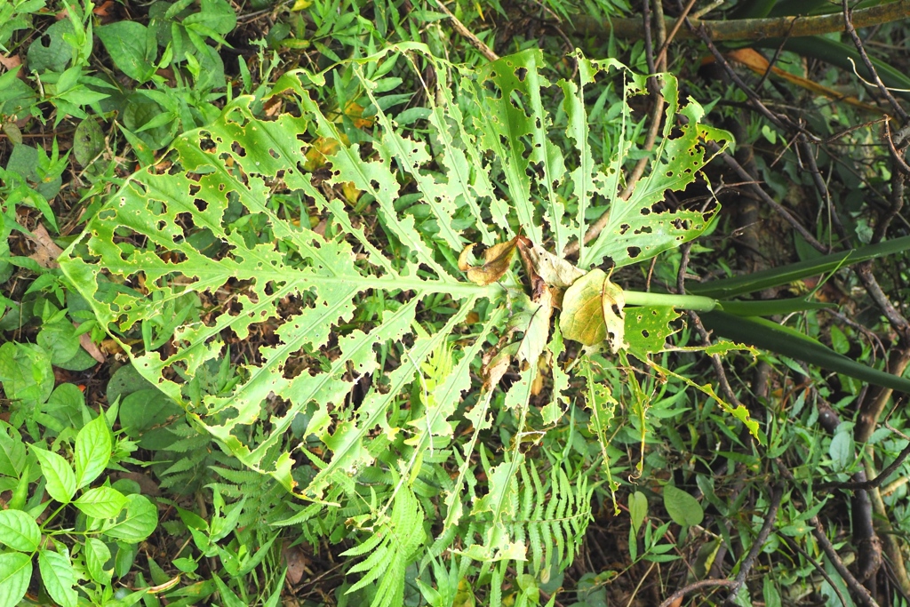 「Leaf 02」