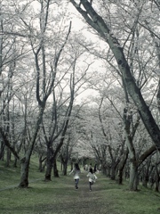 「桜の森」 (film)