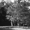 「久良岐能舞台 庭」 (film)