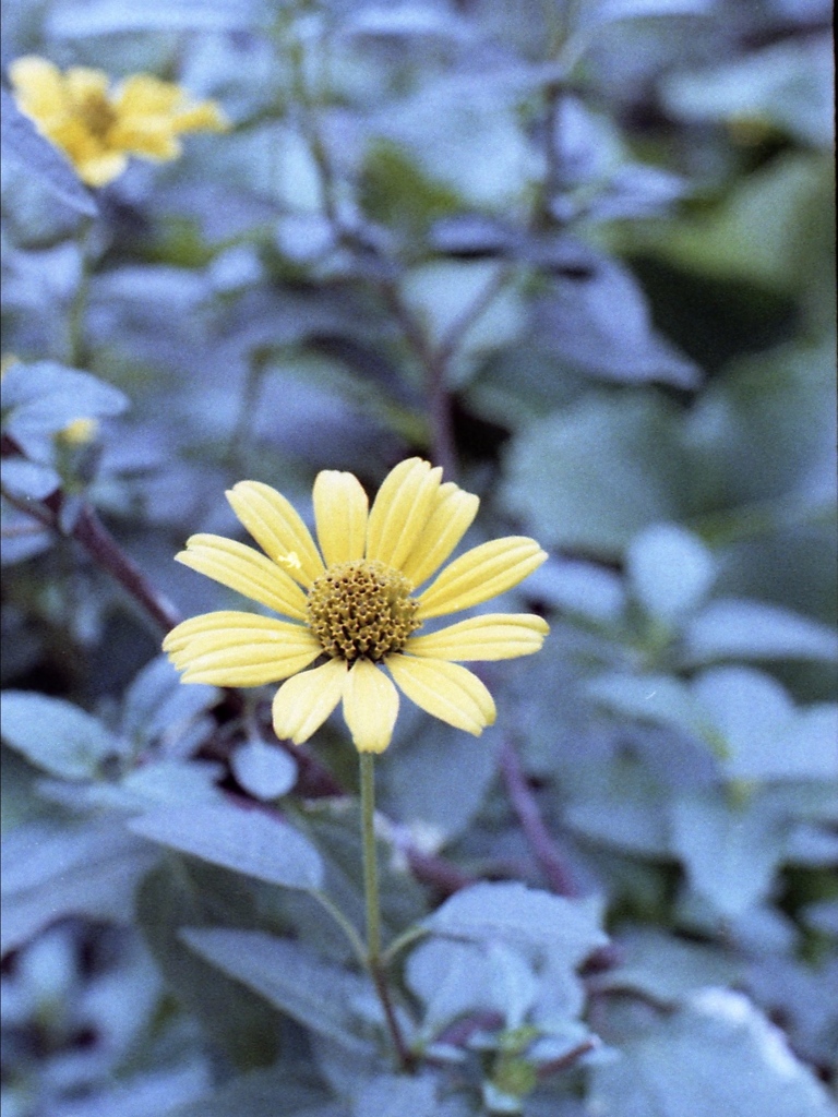 「街角flower」 (film)