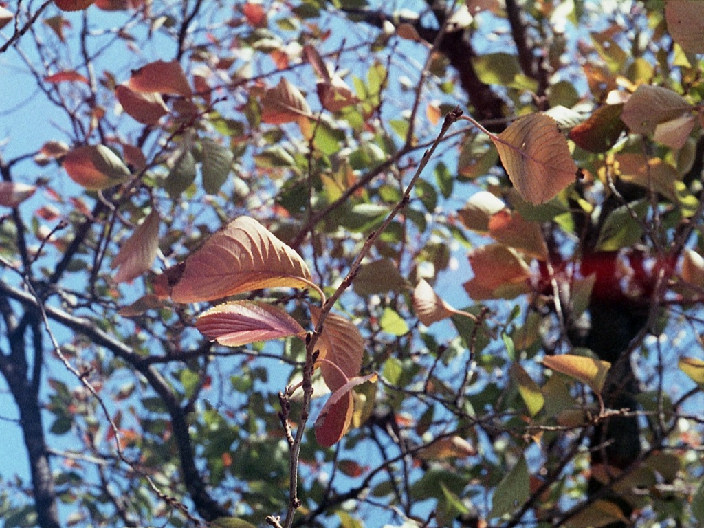 「Autumn Leaves」 (film)