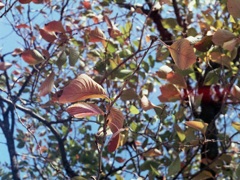 「Autumn Leaves」 (film)