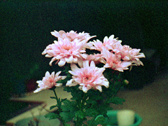 「洋菊」 (film)