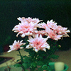 「洋菊」 (film)