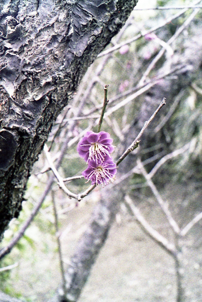 「紅梅」 (film)