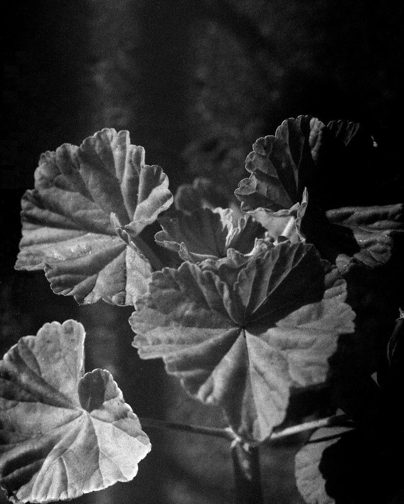 「葉っぱです」 (film)