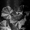 「葉っぱです」 (film)