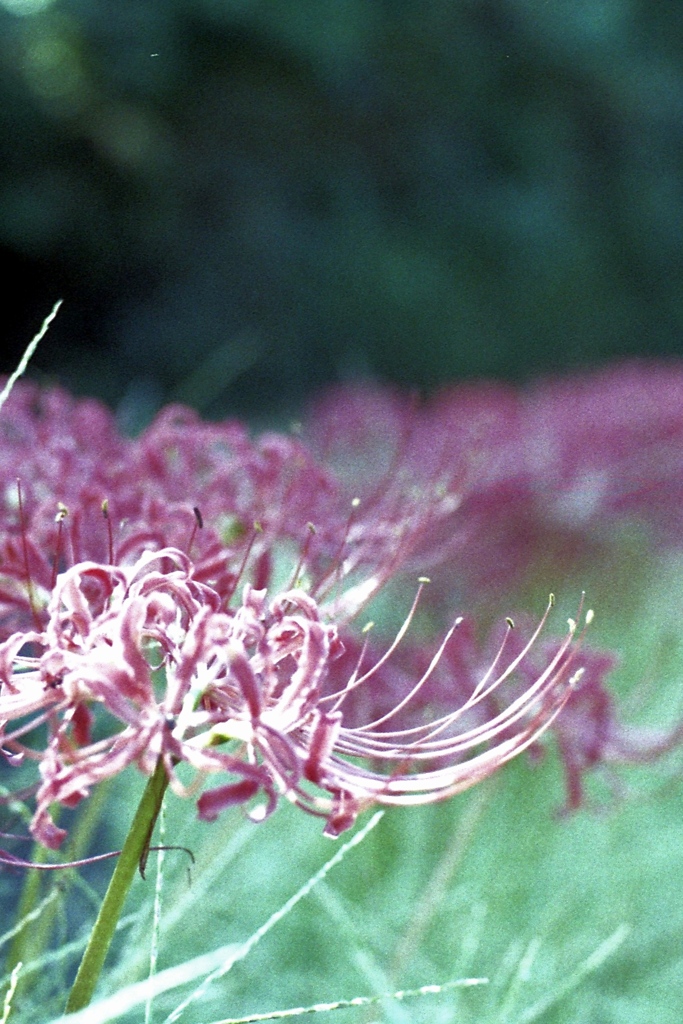 「彼岸花」 (film)