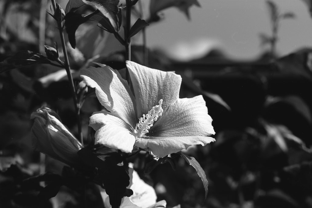 「summer」 (film:HR20)