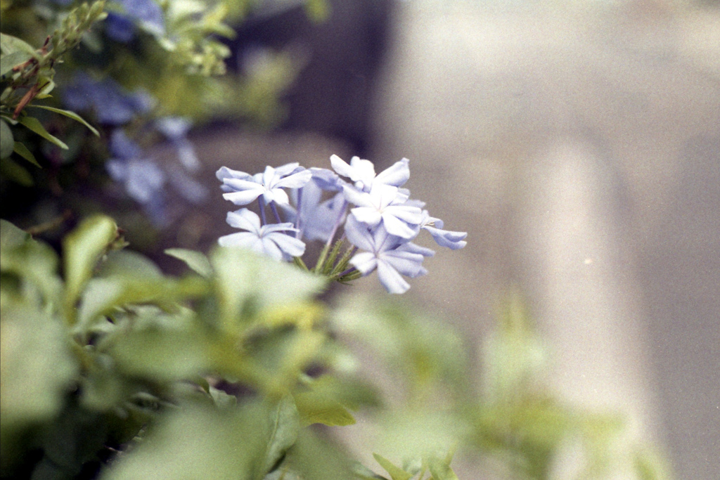 「ルリマツリ」 (film)
