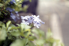 「ルリマツリ」 (film)