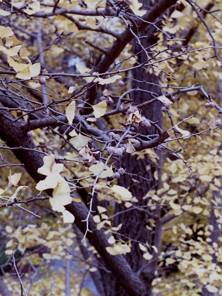 「ginkgo」 (film)