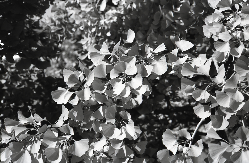 「autumn」 (film)