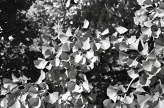 「autumn」 (film)