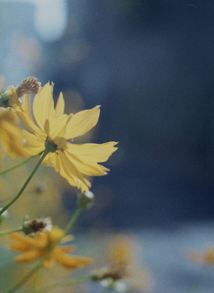 「街角flower」 (film)