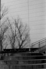 「trees & steps」 (film)