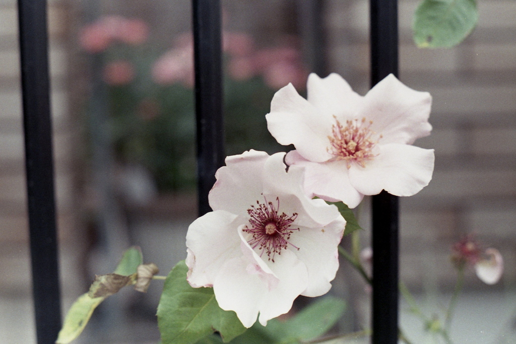 「撮り比べ：Pentax Takumar 55 mm」 (film)
