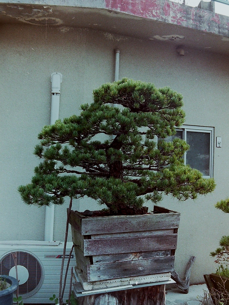 「実家にて03」  (film)