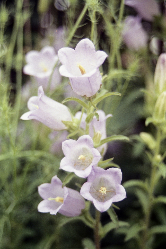 「街角flower」 (film)