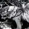 「今年もよろしくお願いいたします」 (film:HR20)